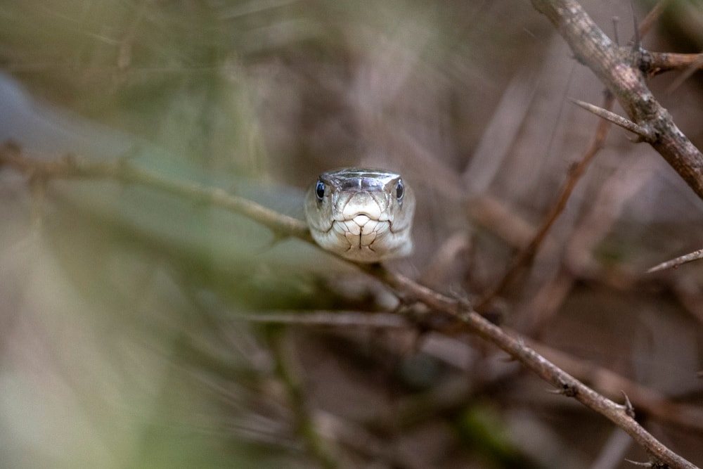 Black mamba looking at the camera