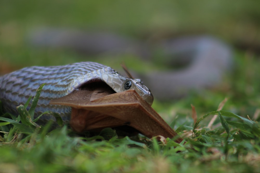 Black mamba eating an insect in a forest