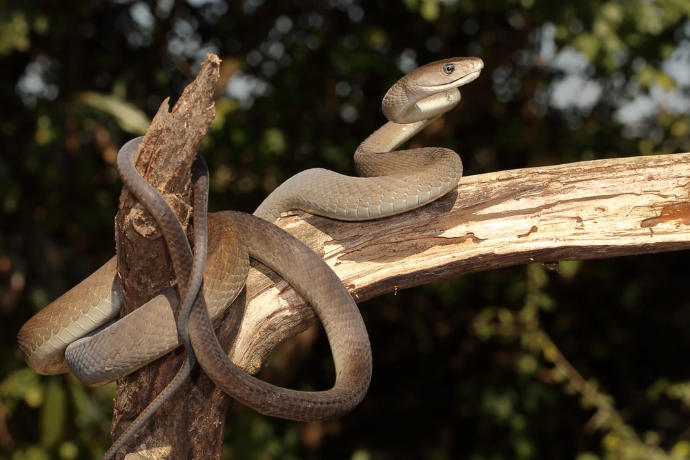 Black mamba ready to attack on a tree