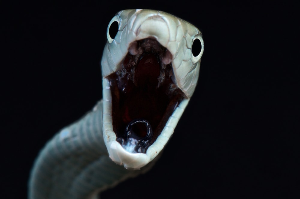 Black mamba showing its fang on black background