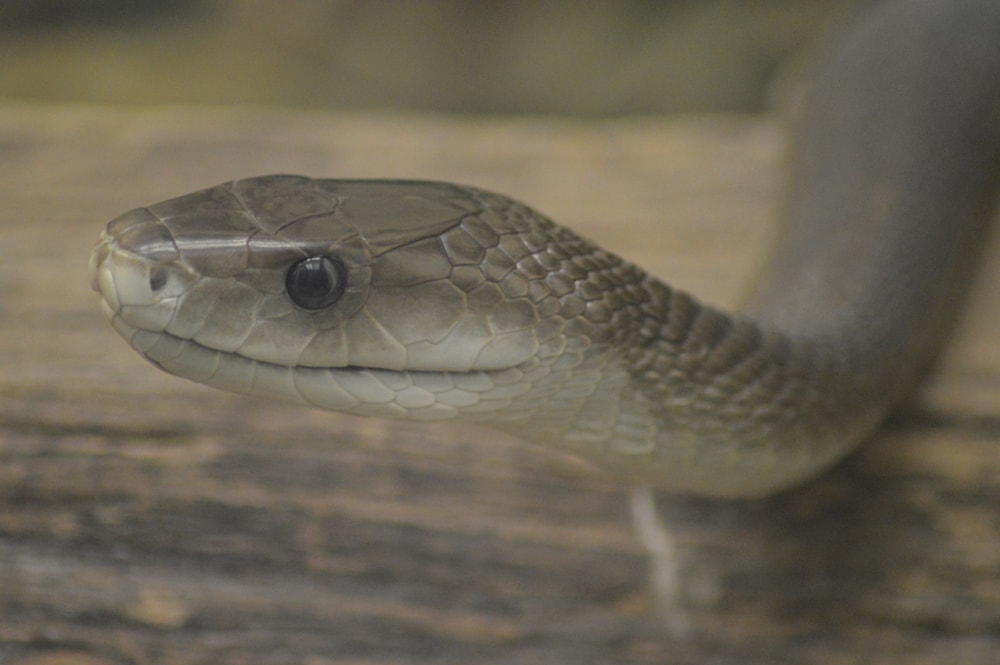Close up head show of black mamba
