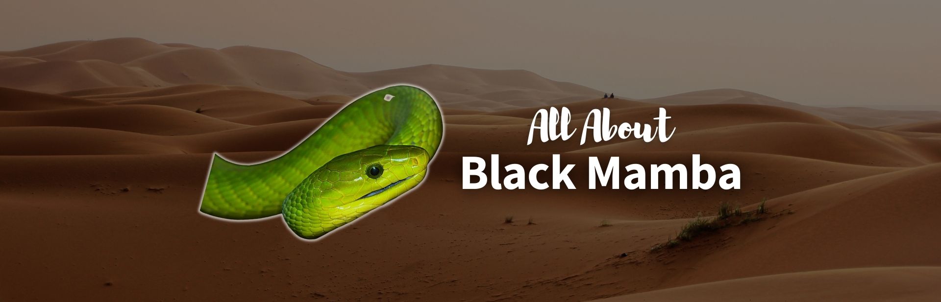 Black mamba featured image
