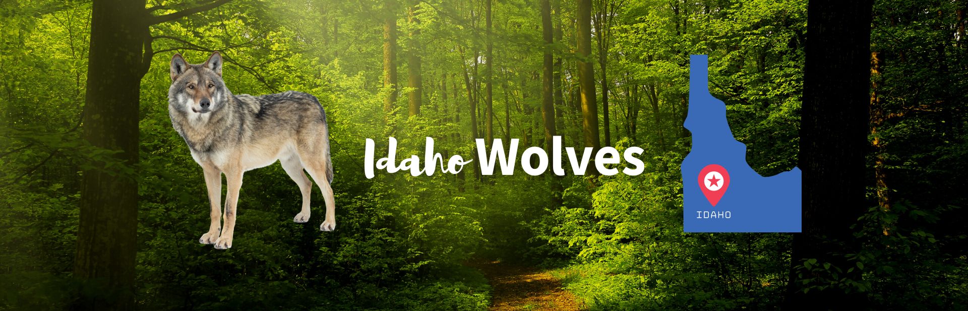 Idaho wolves featured image