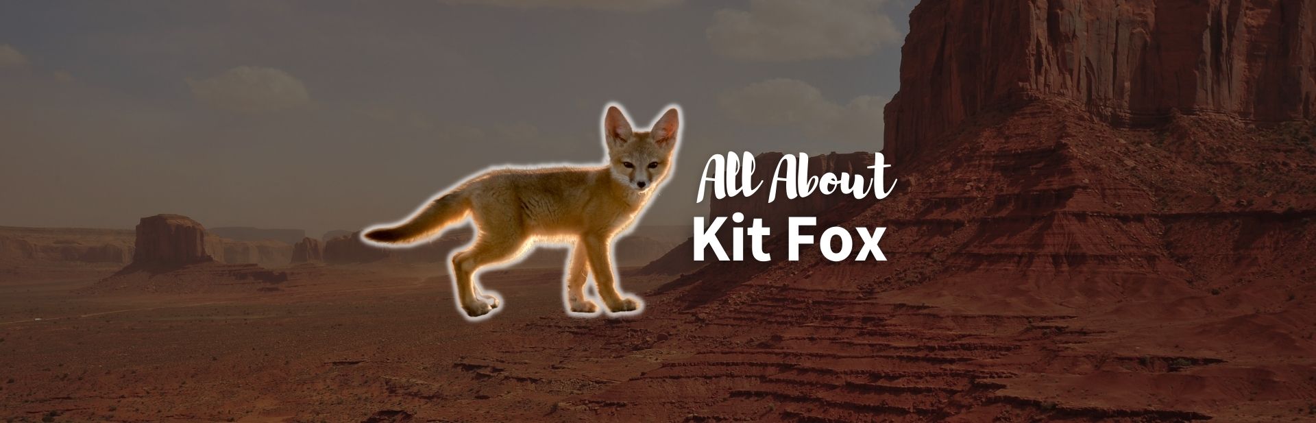 Kit fox featured image
