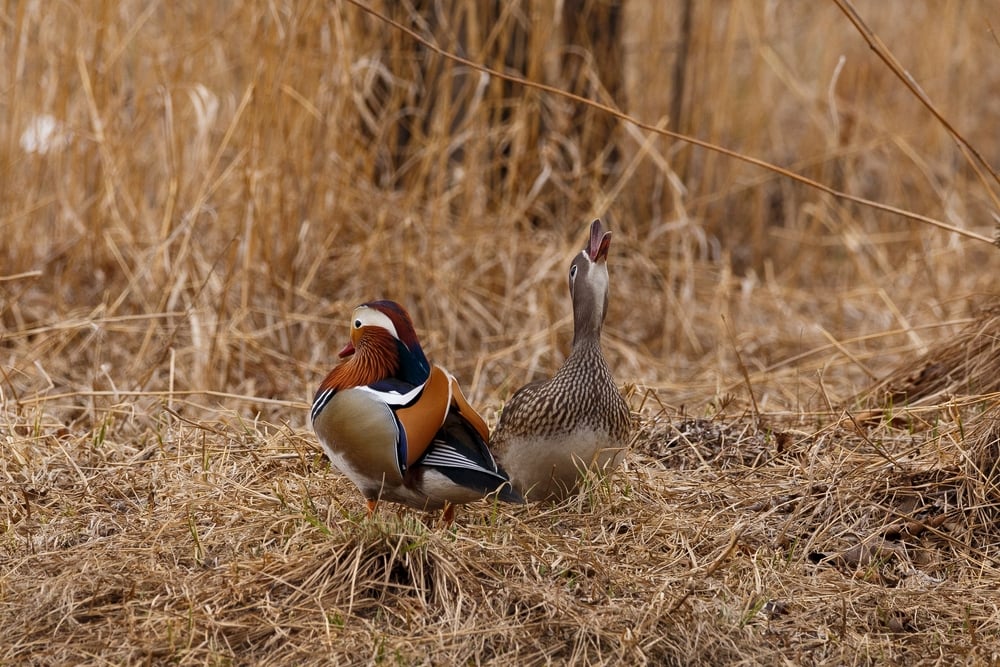 Two ducks on a dry fields