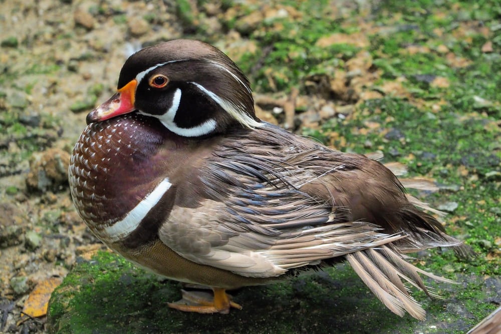 Mandarin duck standing on rock full of moss