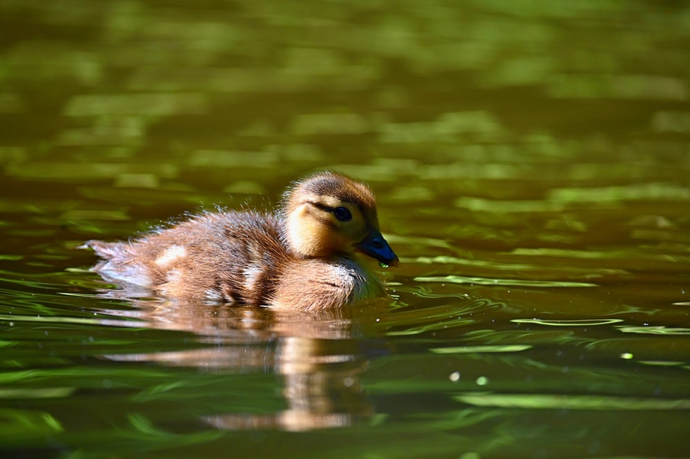 Solo mandarin suck exploring the river