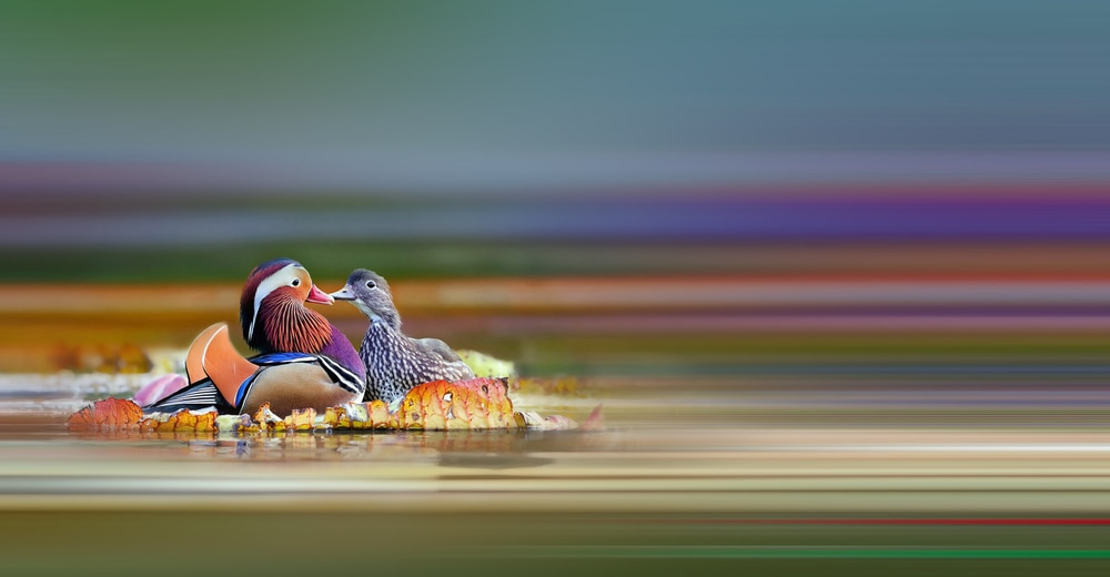 Two mandarin ducks kissing each other