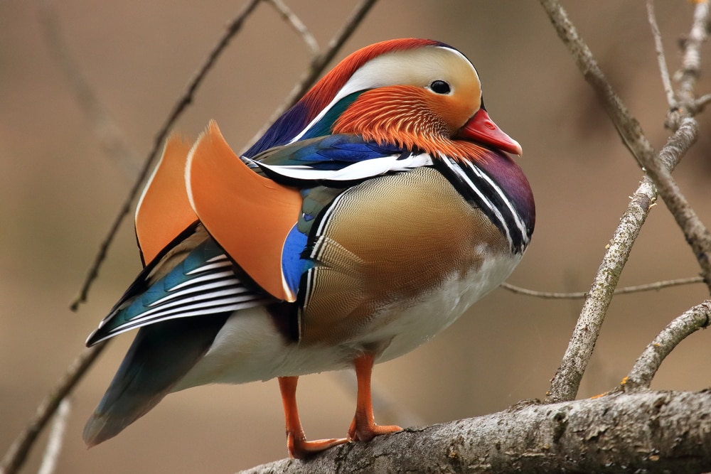 Mandarin duck standing on a stone