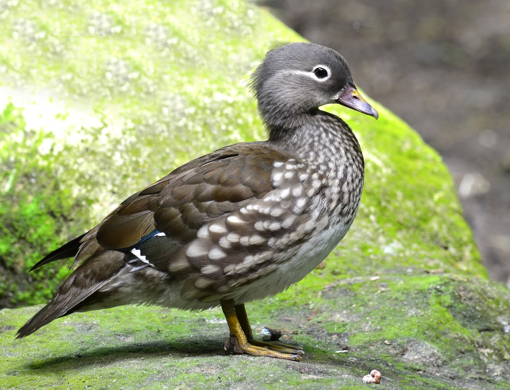 Mandarin duck standing on a huge stone