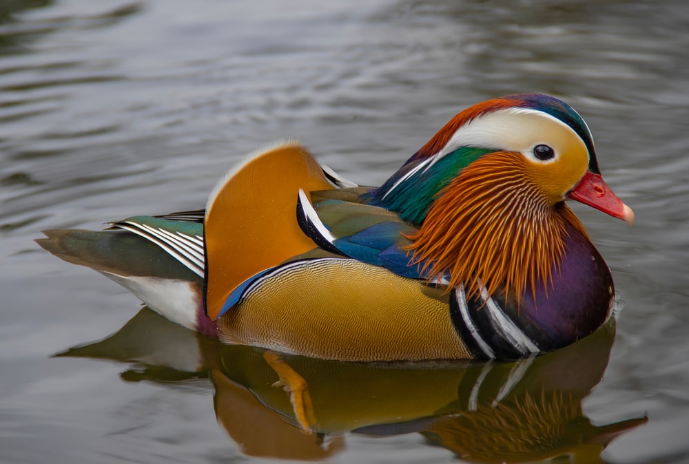 Mandarin duck peacefully alone on a river