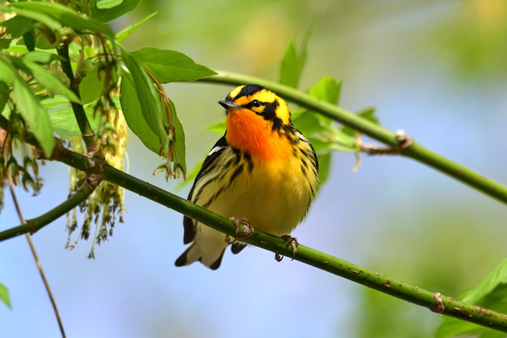 Blackburnian Warbler (Setophaga fusca) holding on a healthy tree
