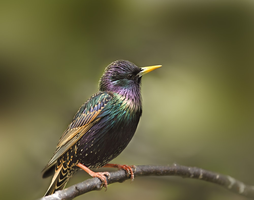 Focused shot of European Starling (Sturnis vulgaris)