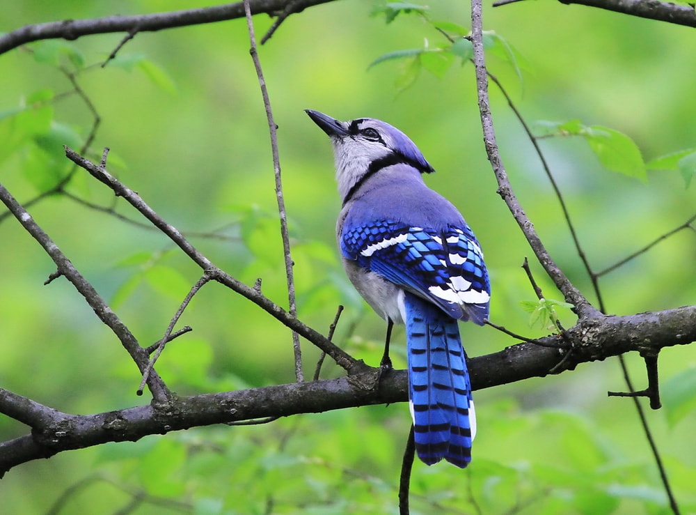 Blue Jay (Cyanocitta cristata) looking up the sky