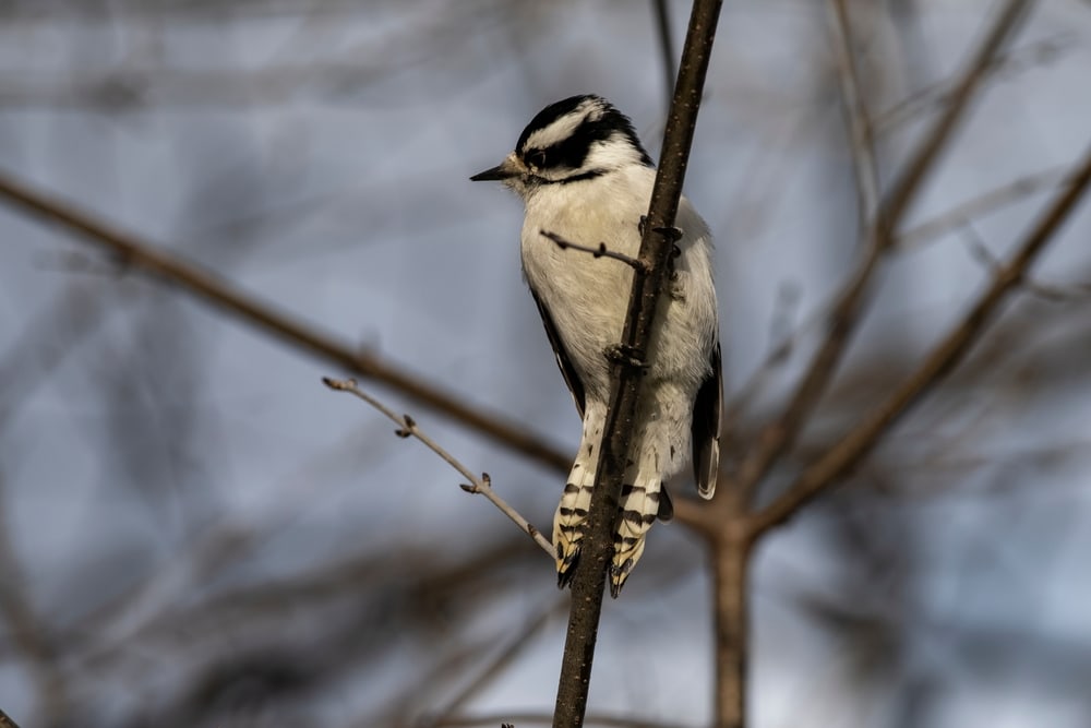 Downy Woodpecker (Picoides pubescens) in the middle of a tree
