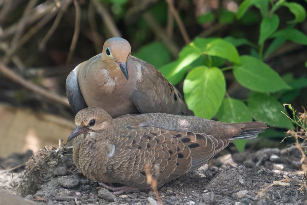 Two Mourning Dove (Zenaida macroura) on soil