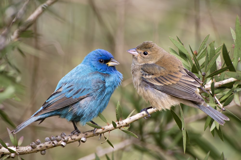 Indigo Bunting (Passerina cyanea) holding on a tree