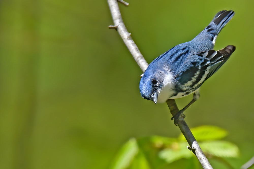 Cerulean Warbler (Setophaga cerulea) noticing the camera