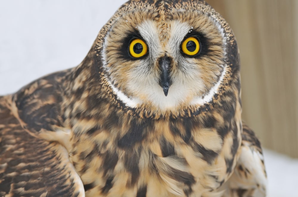Close up shot of Short-Eared Owl (Asio flammeus)
