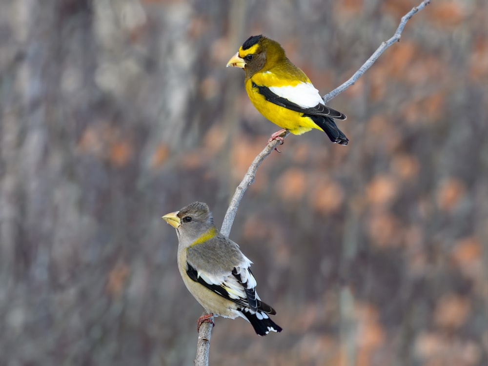 Two Evening Grosbeak (Coccothraustes vespertinus) standing on a stick