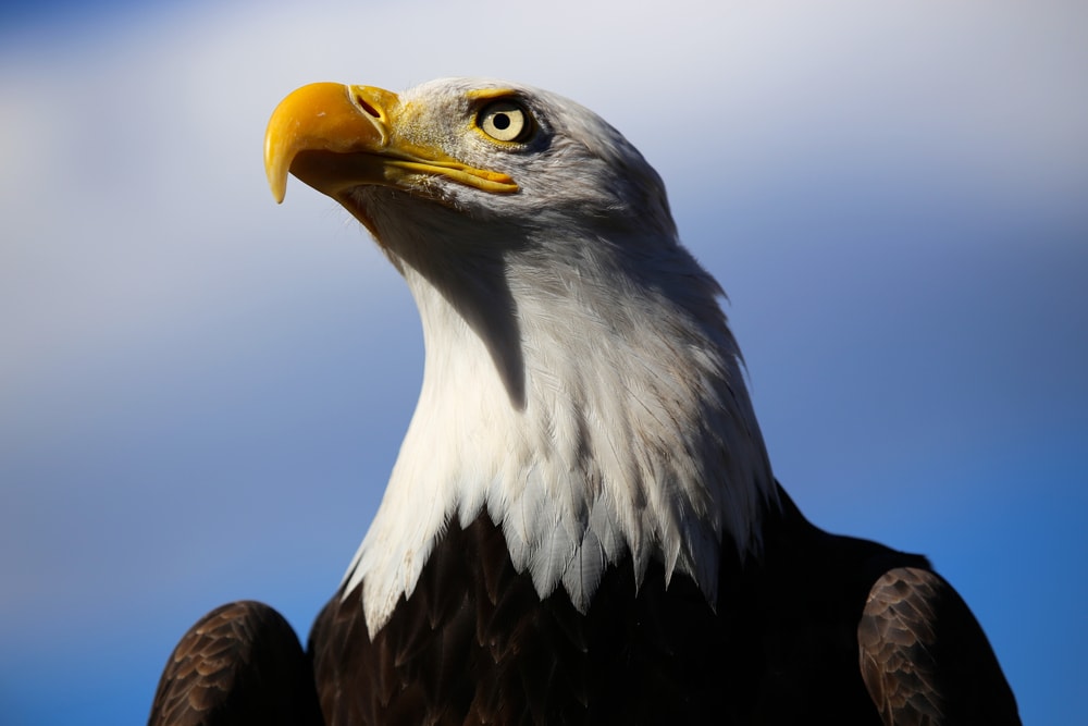 Bald Eagle (Haliaetus leucocephalus) with blue sky on the background