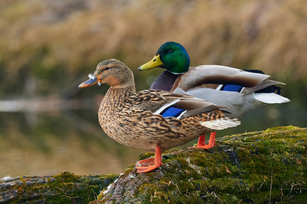 Mallard (Anas platyrhynchos) standing on a stone full of moss