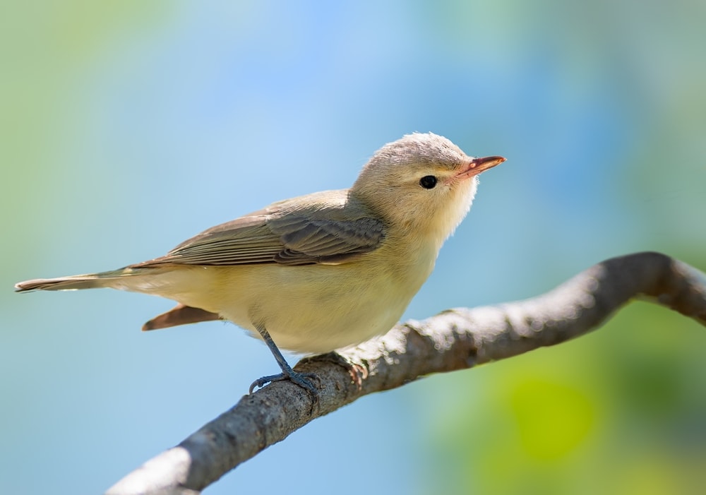 Warbling Vireo (Vireo gilvus) looking up
