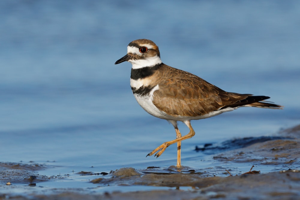 Killdeer (Charadrius vociferus) walking on shores