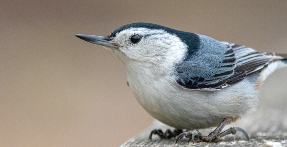 White-breasted Nuthatch (Sitta carolinensis) standing on a fence
