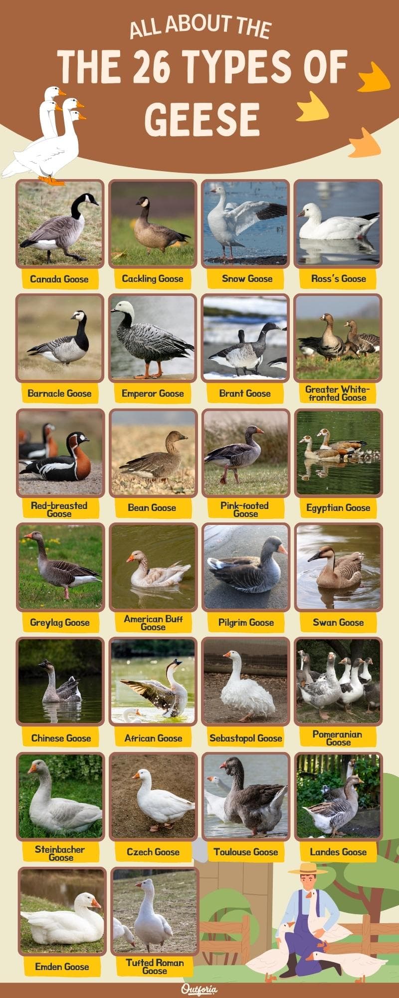 chart of the 26 different types of geese with images and names