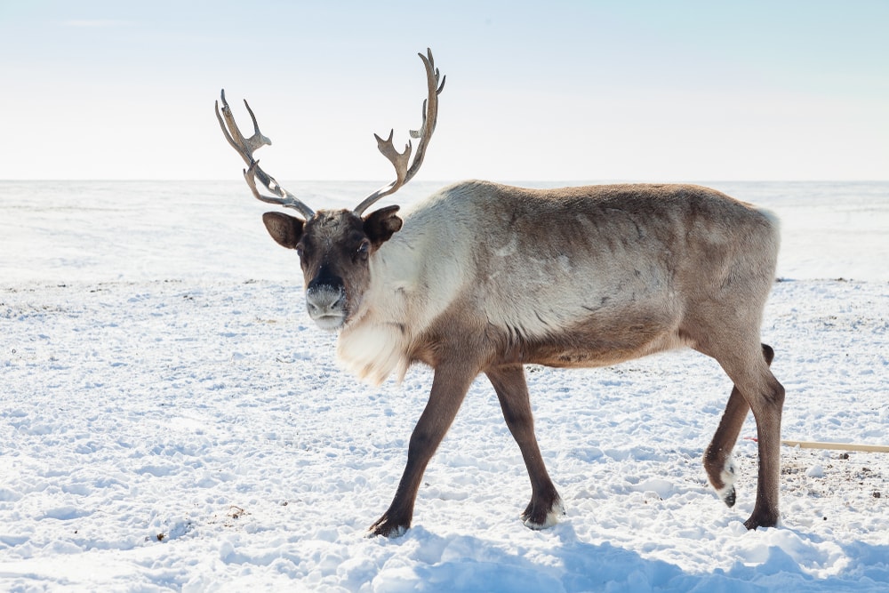 Reindeer (Rangifer tarandus) walking on the snow