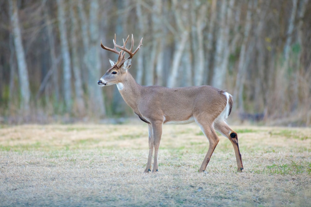 White-tailed Deer (Odocoileus virginianus) in the middle of the forest