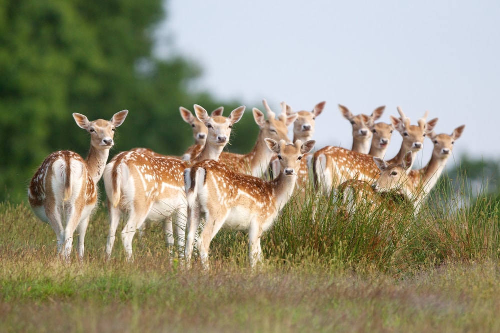 Group of young deer looking back at the camera