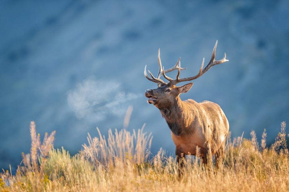Deer looking up to the sky while on withered grass