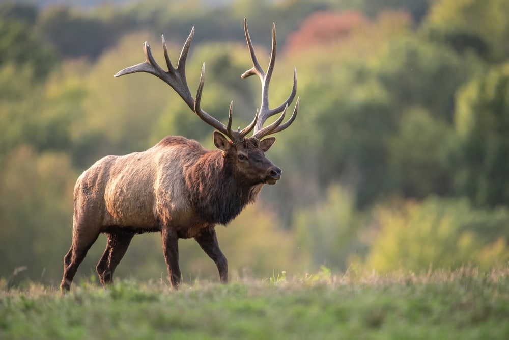 Focused shot of Elk (Cervus canadensis) walking