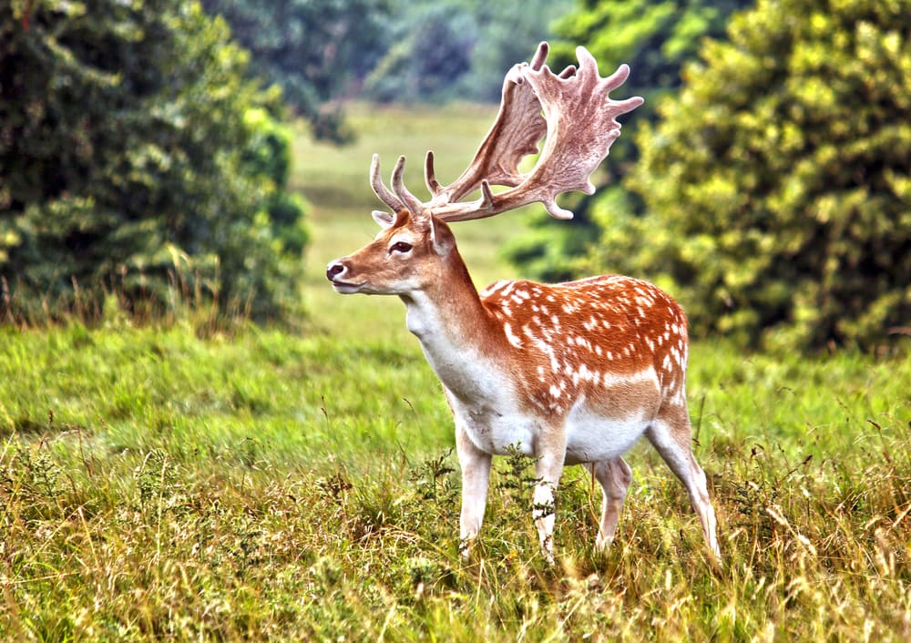 Fallow Deer (Dama dama) standing on a withered grass