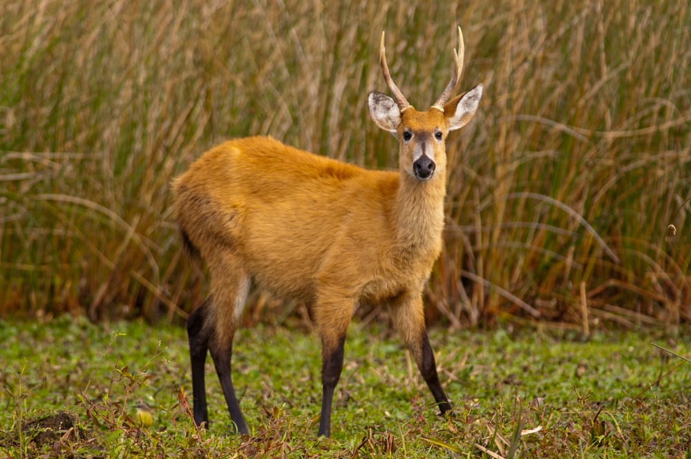 Marsh Deer (Blastocerus dichotomus) noticing the camera