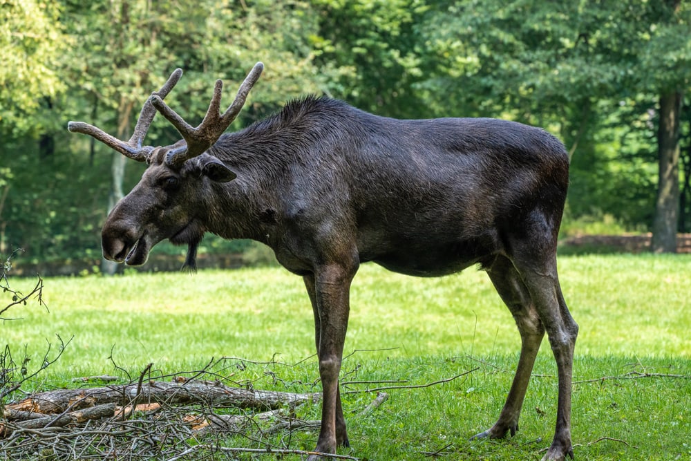 Moose (Alces alces) heading towards dry woods