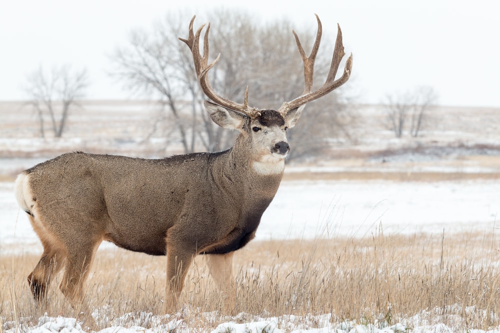Mule Deer (Odocoileus hemionus) during winter