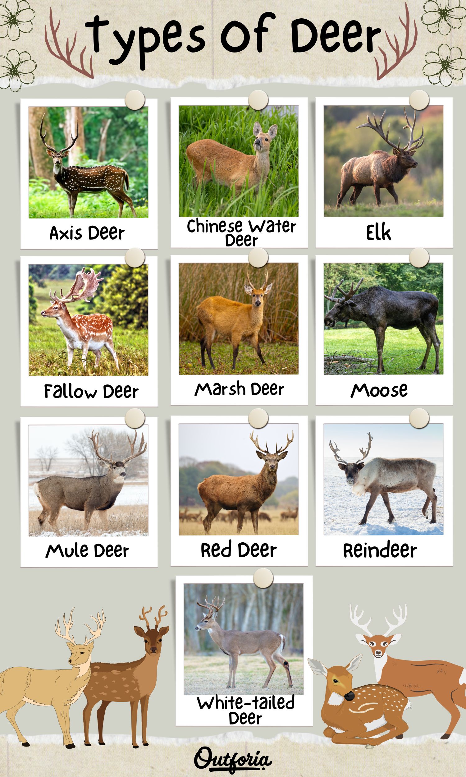 Chart of different types of deer