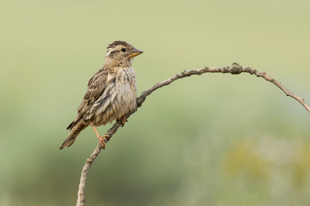 Rock Sparrow - Petronia petronia holding a thin stick