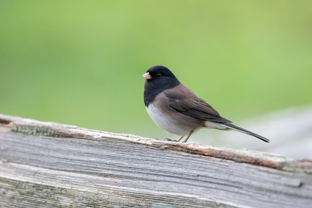 Focused shot of Dark-Eyed Juncos - Junco