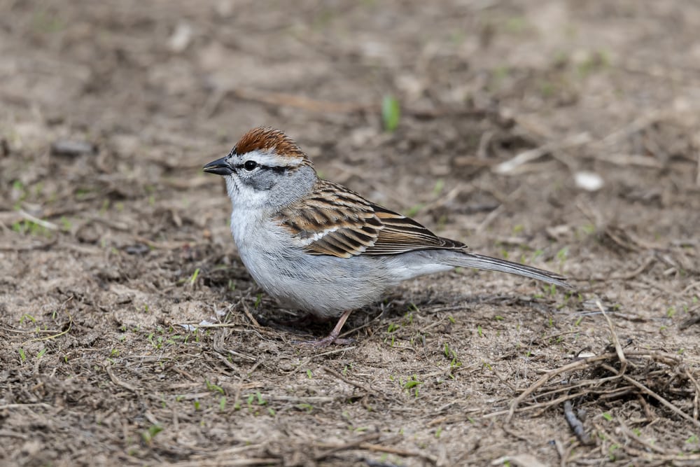 Chipping Sparrow - Spizella passerina standing on dried grass