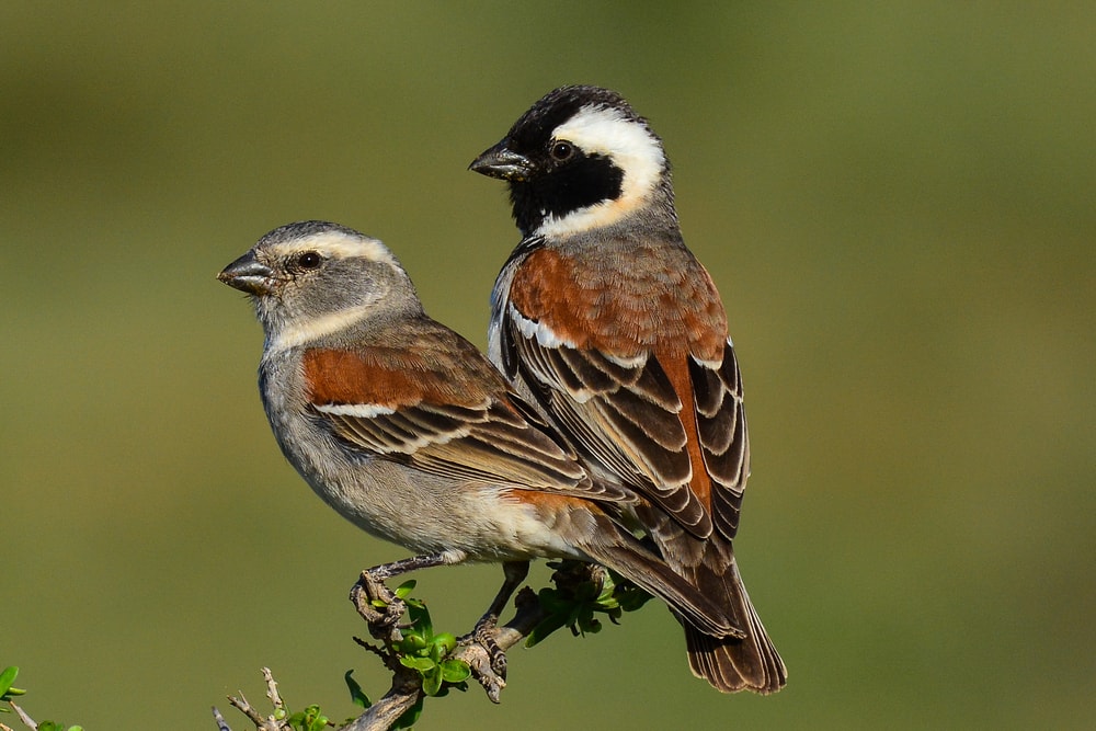 Cape Sparrow - Passer melanurus on the edge of a plant