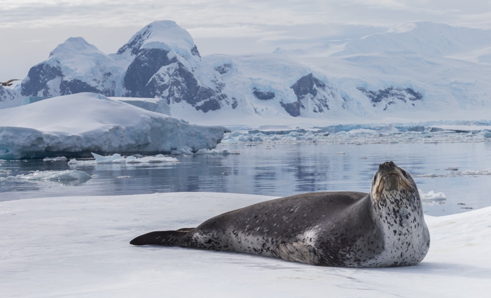 Picture of a seal in the arctic