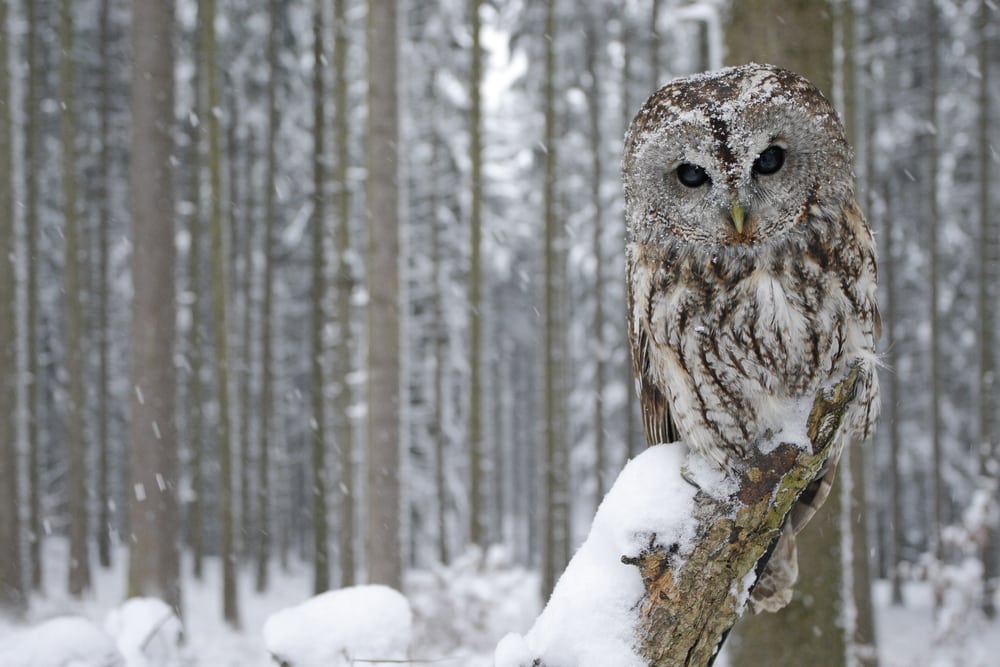 Arctic Owls (Bubo Scandiacus) looking at the camera