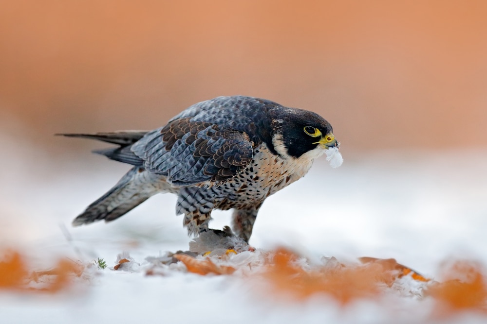 Falcon eating crumbs of snow