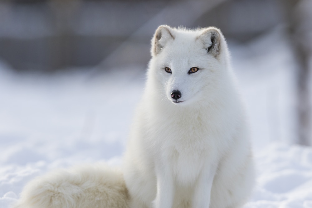 Arctic fox standing on an icy land