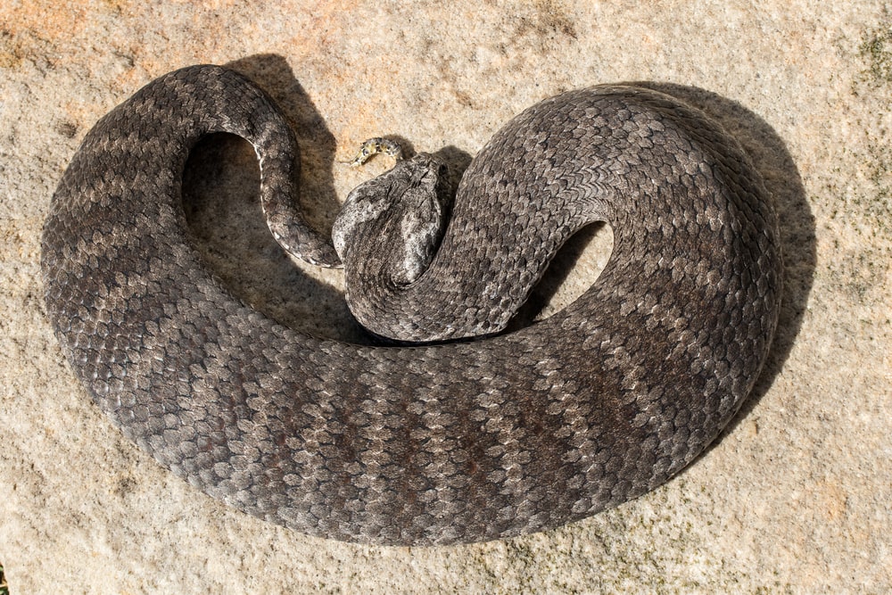 image of a death adder snake on the ground