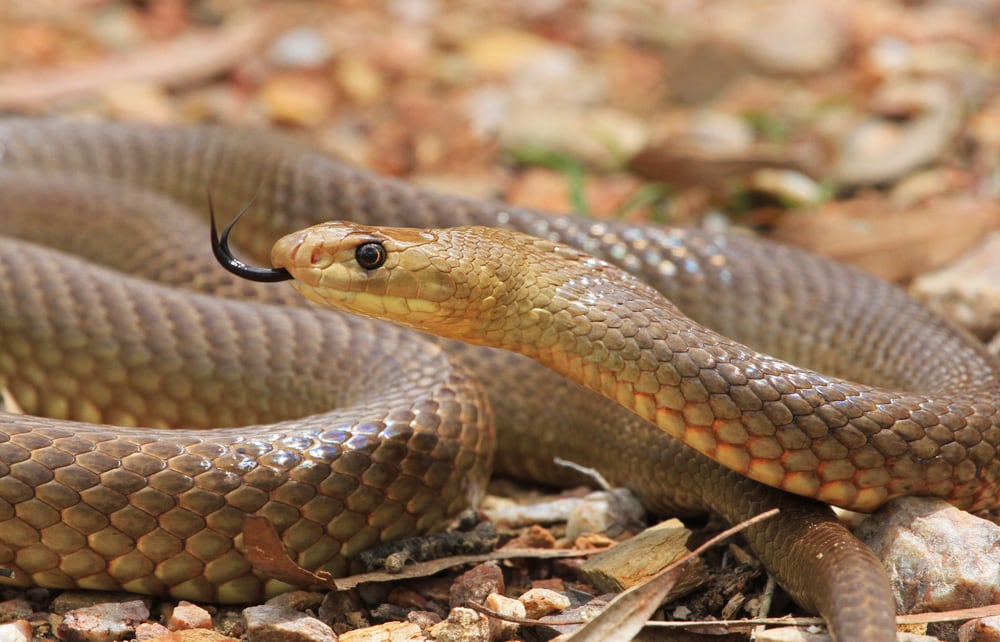 close up image of a gwardar or Western brown snake